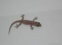 gecko: noosa: queensland