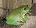 green tree frog: noosa: queensland